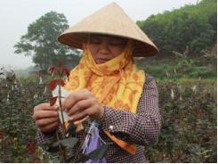 Người Yên Bình không để đất yên
