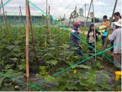 Bỏ lúa trồng rau, thu nhập 270 triệu đồng/ha
