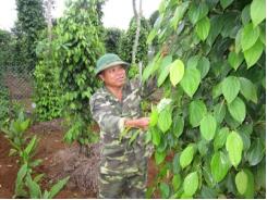 Đa cây, đa con thu hàng trăm triệu đồng