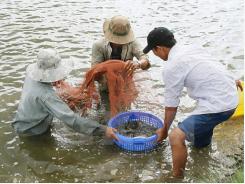 Action plan drafted to develop shrimp sector
