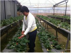 Lâm Đồng: Người tâm huyết với cây dâu tây công nghệ cao