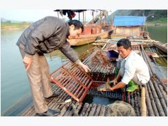 Vĩnh Lợi phát triển nghề nuôi cá lồng đặc sản