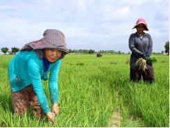 Vietnamese firm contributes to Cambodia’s agriculture development