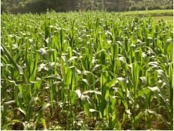 Quảng Bình: Hiệu quả từ việc chuyển đổi đất trồng lúa kém hiệu quả sang trồng ngô