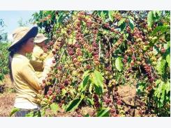 Coffee export soars in two months