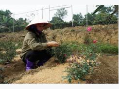Xây dựng vùng nông nghiệp sạch, hữu cơ ở Sóc Sơn