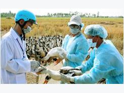 Bệnh cúm A/H7N9 nguy hiểm như thế nào?