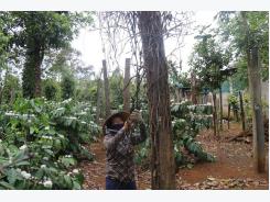 Farmers stricken as pepper trees die before harvest