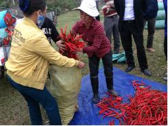 Ớt cay Khánh Dương “lên hương”