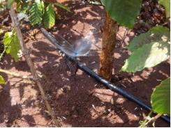 Central Highlands ensures sufficient water for coffee trees