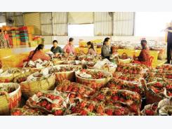 Vietnam’s dragon fruit: Open door to Myanmar