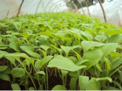 Seedling transplant tolerances and germination characteristics