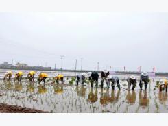 Sản xuất nông nghiệp 2 tháng đầu năm: Trồng trọt thiệt hại do mưa trái mùa
