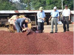 10 countries agree to protect Dak Lak coffee brand