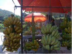 Vietnam’s bananas in big paradox