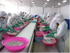 VN cephalopod exports to touch US$80 million in QI/2017