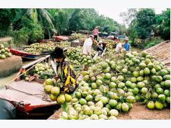 Bến Tre coconut growers struggling
