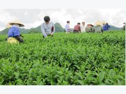 20,000 farmers join in int’l standard tea production