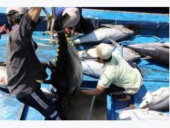 Tuna export revenue forecast to grow on better catch