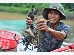 Kiên Giang to boost shrimp production in 2017