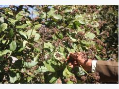 Poor crop hurts cashew farmers