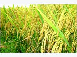 Sustainable rice production program launched in Vietnam