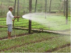 Hợp tác phát triển giống rau, hoa và khoai tây với Hà Lan