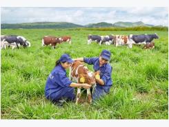 Vinamilk opens first European-standard dairy farm in Vietnam