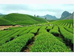 Japanese firm wants to join Vietnam’s tea industry