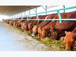 Belgian experts help HCM City to create special beef stock