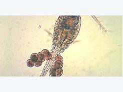 The ABCs of copepods - Zooplankton Week Part 3
