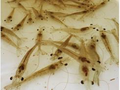 Effect of dietary methionine on Pacific white shrimp juveniles