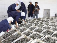Mekong Delta’s raw shrimp prices soar
