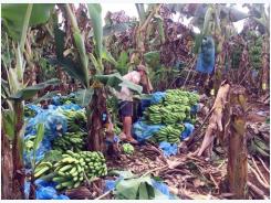 Sustainable solutions sought for declining banana sales