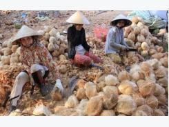 Fruit processors resort to imports in Vietnam’s ‘coconut kingdom