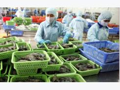 Lệnh cấm nhập khẩu tôm của Australia gây thiệt hại cho Việt Nam