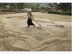 Top robusta exporter Vietnam may face coffee drain in May-June - Intimex