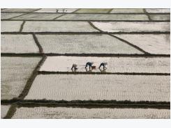 Mexico's rice import plan may open door for Vietnamese grain