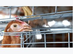 Health official alerts potential human bird flu infections