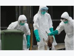 Deadly H5N1 bird flu strain reported in northern Vietnam