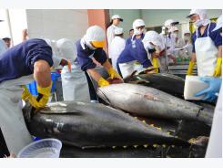Up 50% in Vietnam tuna exports to Israel