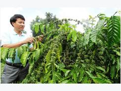 63.000 nông dân sẽ được hỗ trợ canh tác cà phê bền vững