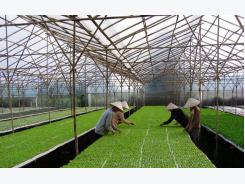 Ha Nam develops smart agriculture