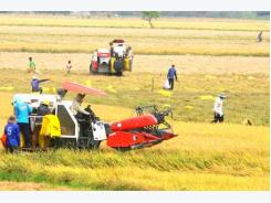 Seminar discusses ways to improve rice competitiveness