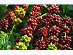 Vietnamese grow coffee, foreigners pocket profits