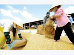 MoIT paves way for rice export comeback