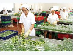 Production in the value chain – Development trend of agricultural enterprises