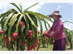 Bình Thuận exports 163 tonnes of dragon fruit to UAE