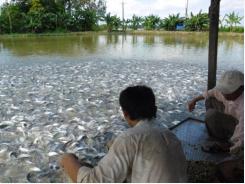 Pangasius fish price increases in Mekong Delta