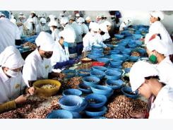 Export markets nuts about Vietnam’s cashews